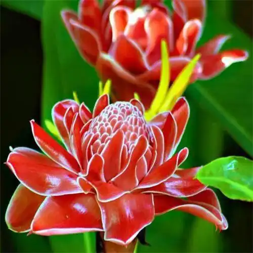 唯美鲜花头像 高清漂亮适合微信头像的花朵图片唯美_植物头像_头像屋