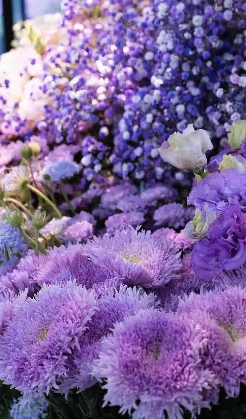 紫色唯美的洋桔梗