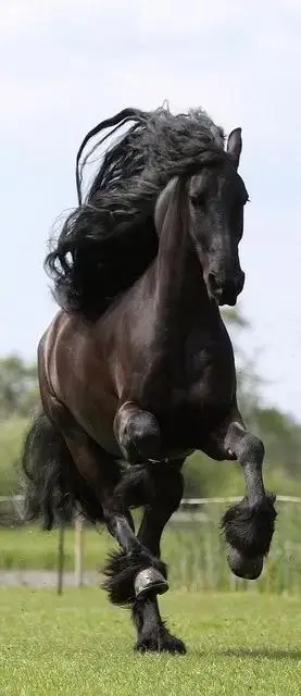 请欣赏八十八张骏马图