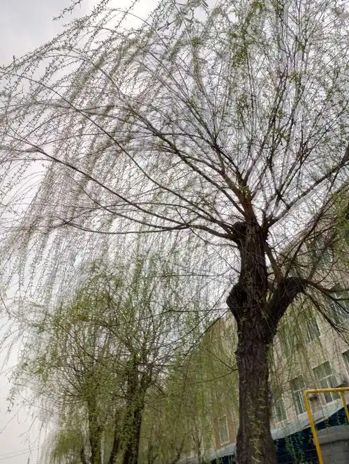 春天来了,春风吹过,春柳发芽了.绿绿的!