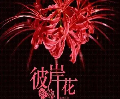 地狱之花彼岸花图片 犹如鲜红的血液(花叶永不相见)(2)