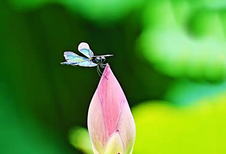 佳能1dxmarkⅢ70200mmf282倍增巨镜北京西海拍摄的蜻蜓与荷花