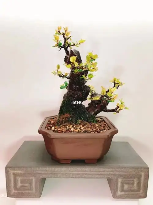 品种正宗.云南小叶红芽雀梅.美如画欢迎观赏