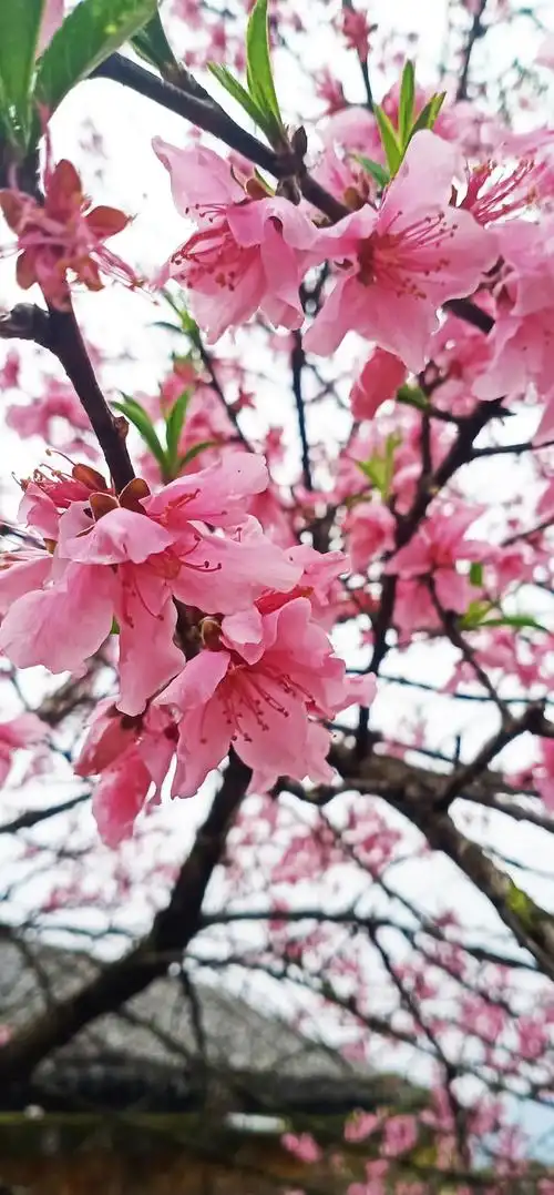 一片粉色!灵溪这个景区藏不住了…_桃花