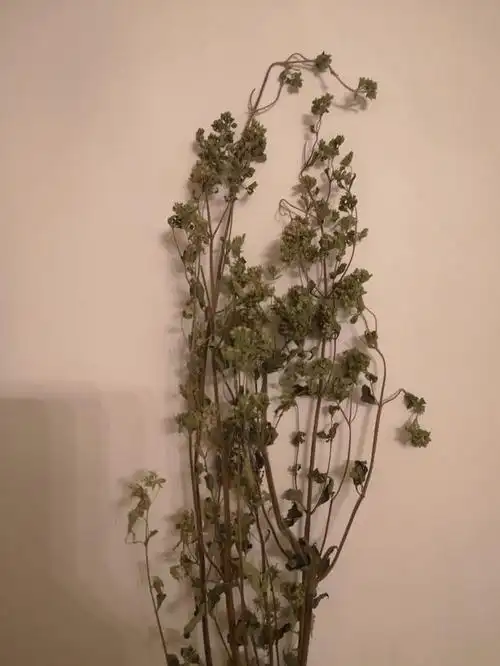 香薷草,因其香味浓郁,又俗称香浓草.