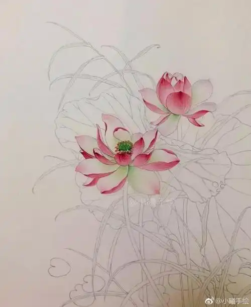 铅笔画图片唯美花朵彩铅荷花工笔画教程