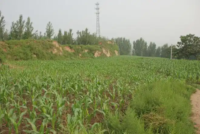 洛宁古迹之古遗址篇①西王村遗址