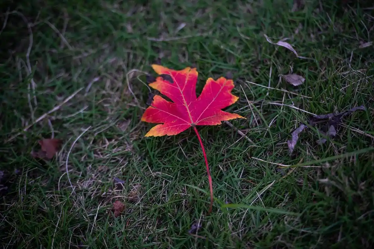 秋天了 要一起踩落叶嘛#摄影 #秋天 #枫叶红了  - 抖音