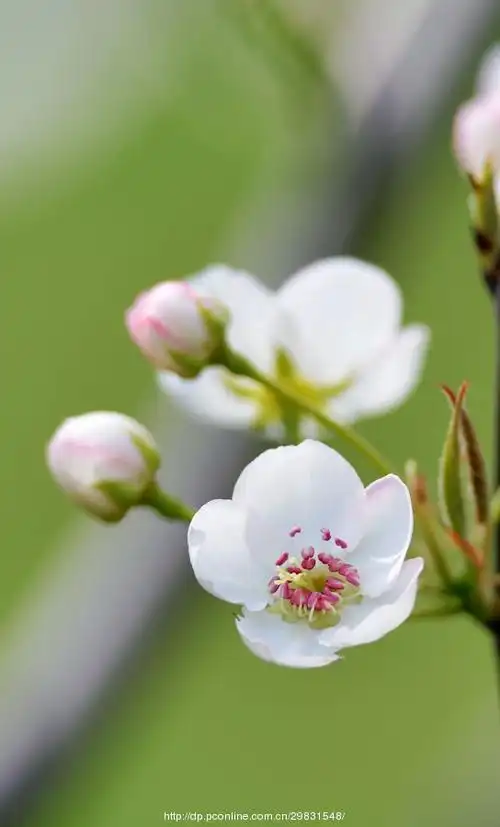 【梨花百态】 第 22 幅查看大图曝光:auto exposure光圈:f2.