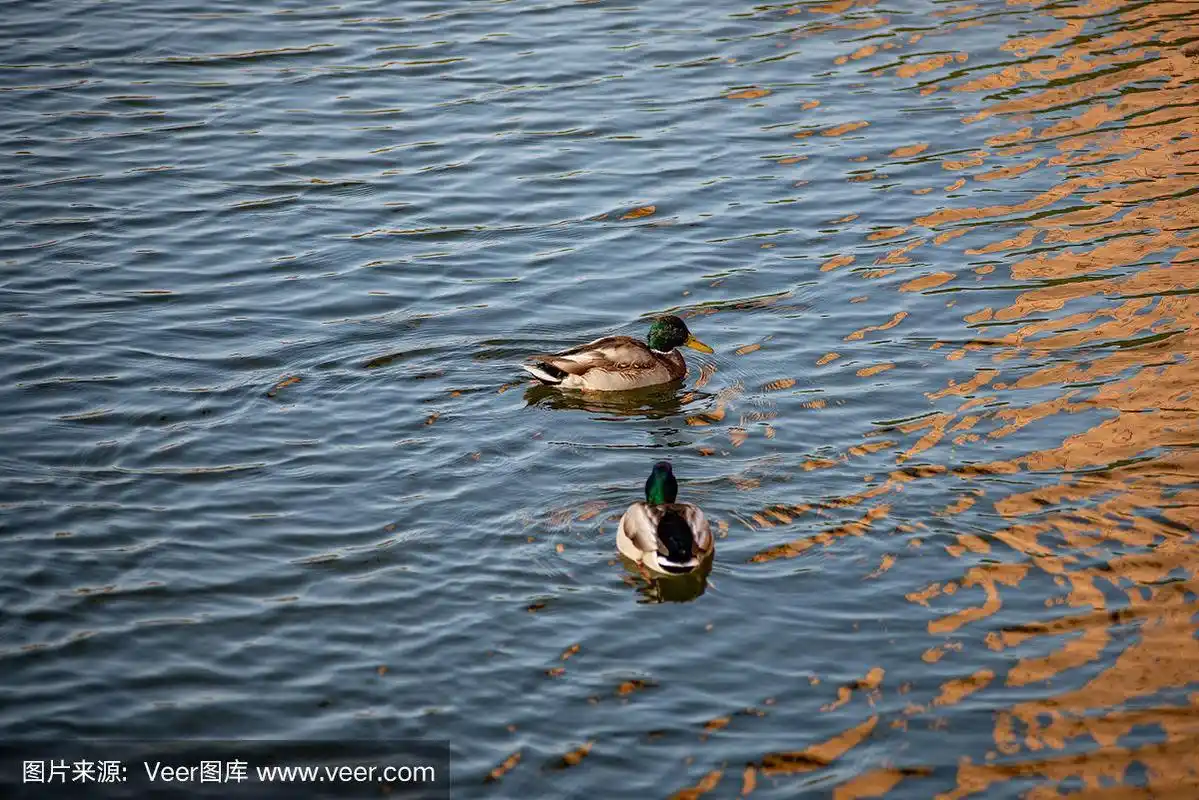鸭子在秋天公园的池塘里游泳