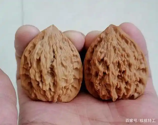 长治官帽产自秦岭,野生品种,产地在山西长治,核桃高桩,瘪肚,外形较扁