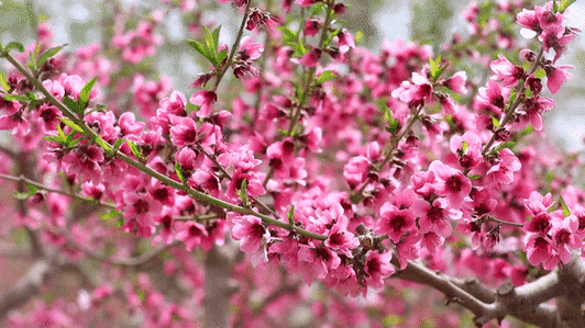 不如约上三两好友,一起来赏花～灼灼桃花十里正是桃花盛开的季节漫山