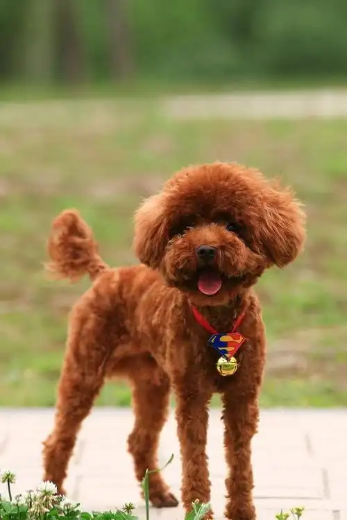 饲养最多的泰迪犬与贵宾犬有什么关系呢?你知道吗?