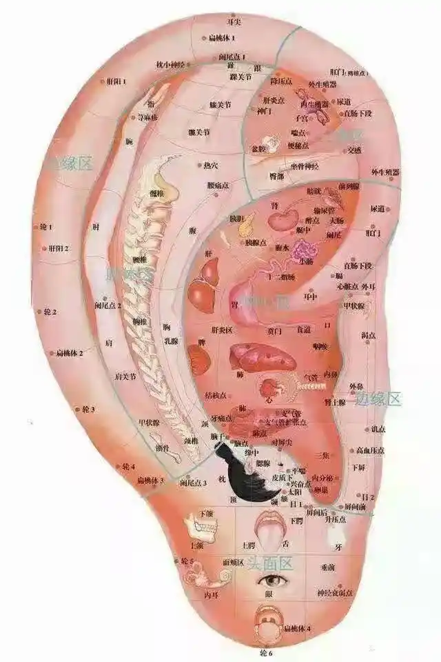 名医面对面丨"全国爱耳日"特别节目— —耳朵上预示的健康信号,你读懂