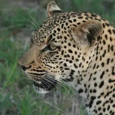 金钱豹霸气头像图片