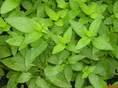 斯诺特 野薄荷粉 薄荷提取物 包邮 斯诺特直销 天然提取