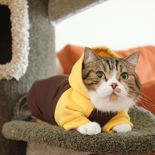 猫咪衣服冬装冬季猫猫可爱蓝猫英短保暖狗狗防掉毛宠物秋冬秋天