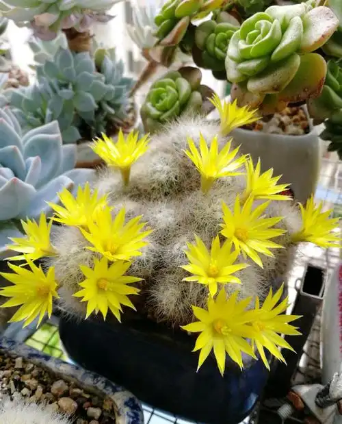 有种仙人球叫"芳香丸"可以用来看球,刺,花,香,既结实又好养