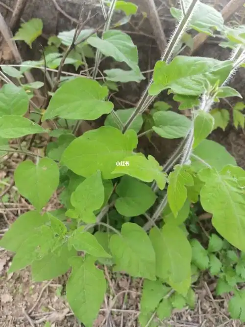 红色的小果果白英以全草及根入药,具有清热利湿,解毒消肿,抗癌等功能