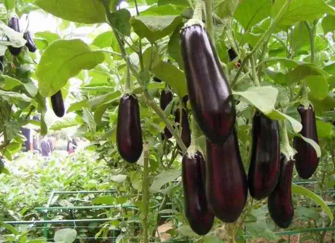 种植户应该知道,茄子需水肥量较大,但是在茄子结果前要控制水肥.