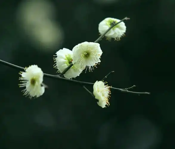 绿梅花1查看大图曝光:1/160 sec光圈:f4快门:1/165 seciso:125曝光