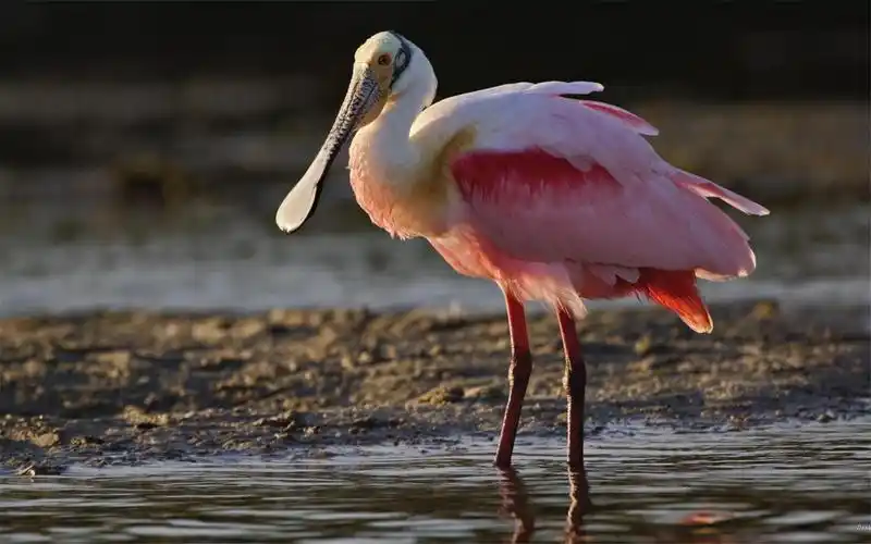 国家二级保护动物鹈鹕高清桌面壁纸第一辑