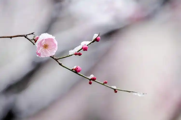 湖北南漳雪中梅花凌寒开
