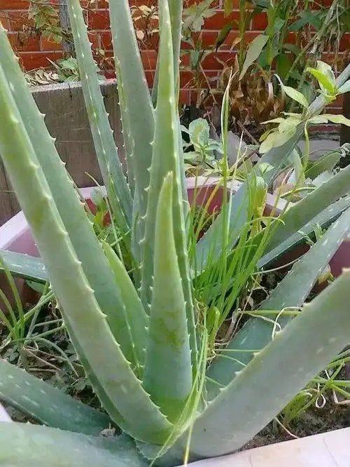 木立芦荟祛斑,家里养一盆,最安全的血管"保护伞"_祛斑方法_淡斑提亮网