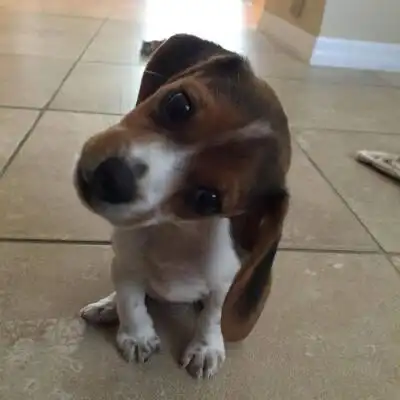 分享一波激萌的歪头杀.最后一位你在干啥 丨摄影师