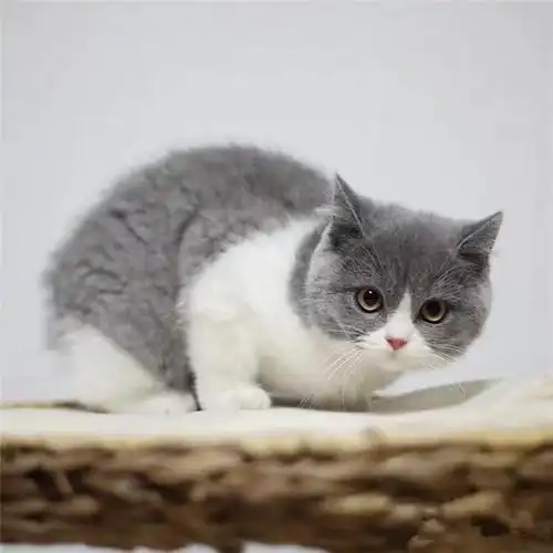 纯种英短银渐层幼猫折耳英国短毛猫矮脚小猫活物幼崽活体宠物猫咪