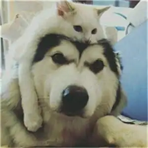 可爱狗狗情侣头像两张狗狗相爱人是比不了的