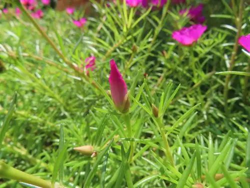 徐长卿镇痛抗菌,扁担杆健脾益气|本草江湖第1353期