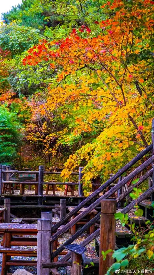 济南秋天的样子##九如山红枫节#又到了一年中济南九如山最美的季节