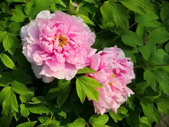 河科大牡丹园 赏国色牡丹