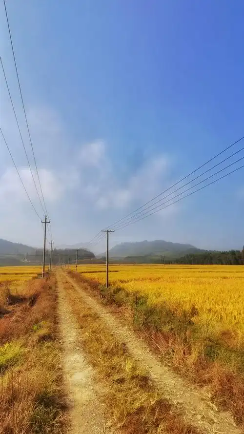 乡村秋色稻田