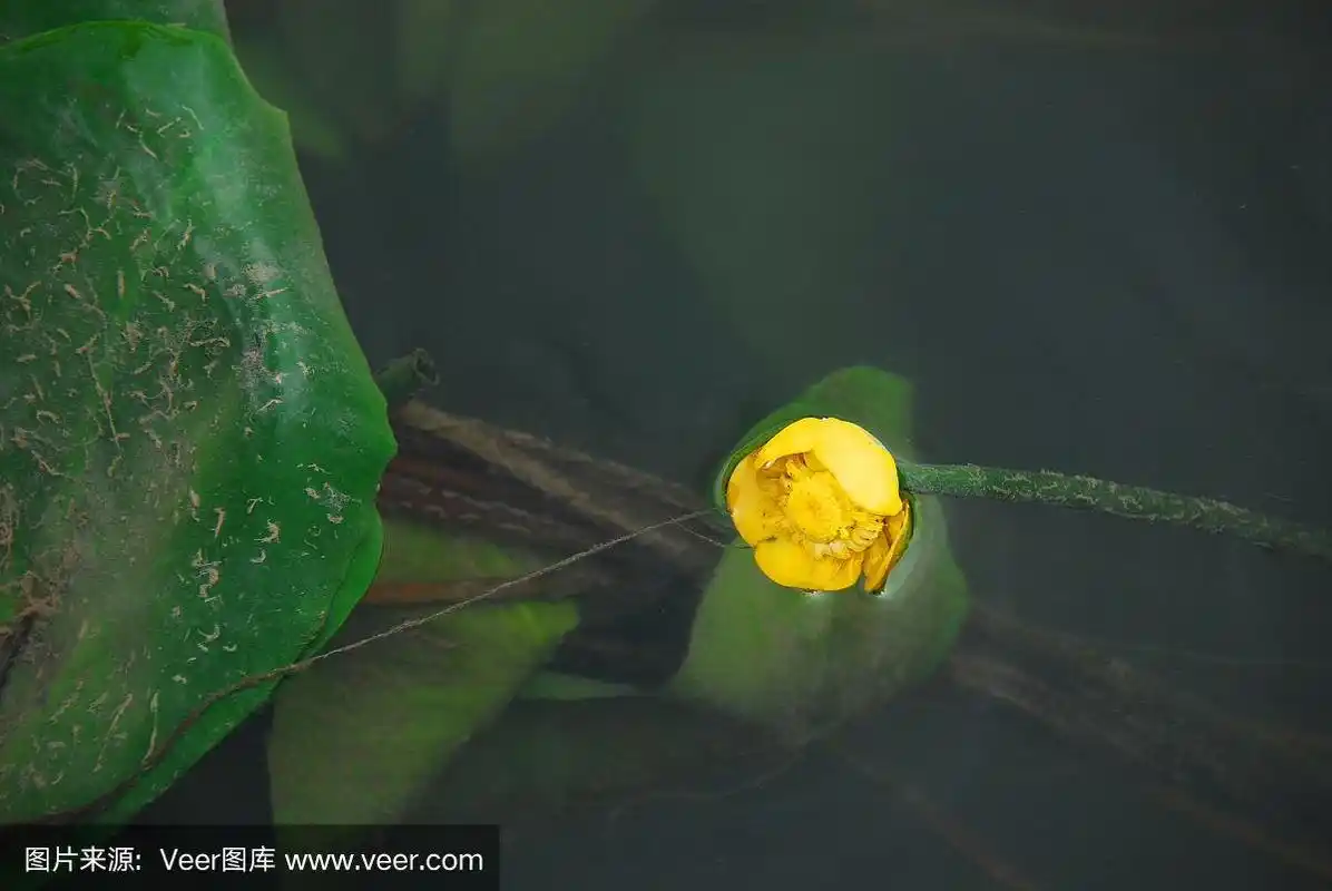 法国,根状茎状植物,黄睡莲,自然美,暗色