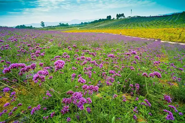 m记 | 5月国内的8大花海,绚丽浪漫美到窒息!