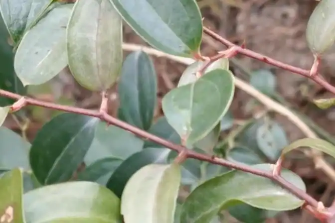 这种植物叫铁菱角一种中草药来认识一下