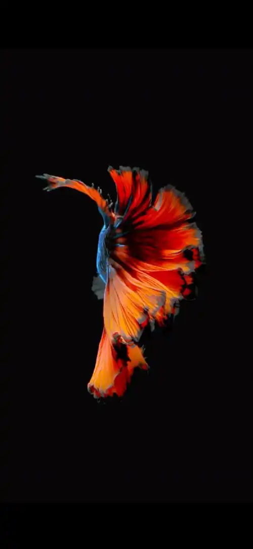 斗鱼(betta splendens)原产自泰国和马来半岛,分享一组iphone 6s壁纸