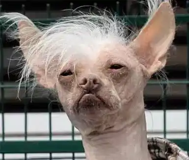 爆笑趣事他们的长相能丑哭所有人他们是谁最后根本无法反驳