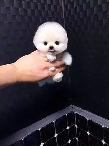 茶杯犬博美幼犬纯种俊介长不大的网红小宠物狗真狗活幼体小型好养