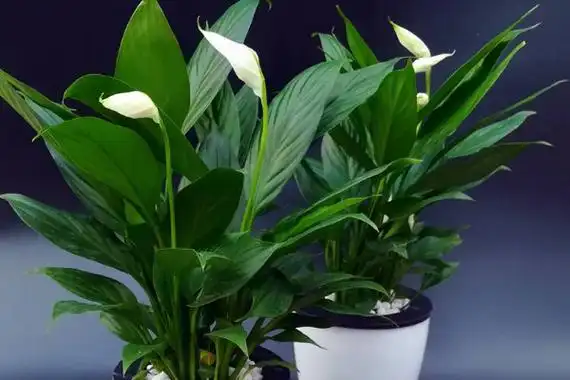 一帆风顺花的摆放禁忌 一帆风顺花摆在家里什么地方 花卉大全 - 9252