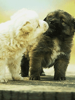 240_320竖版 竖屏gif 动态图 动图