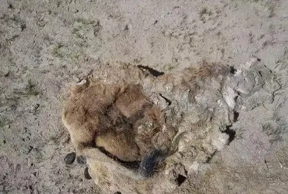 网友冒死进入可可西里无人区,动物尸骨随处可见