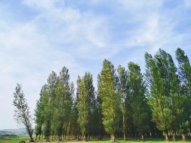 夏天的蓝天白云树木搭配在一起是最让人舒服的颜色