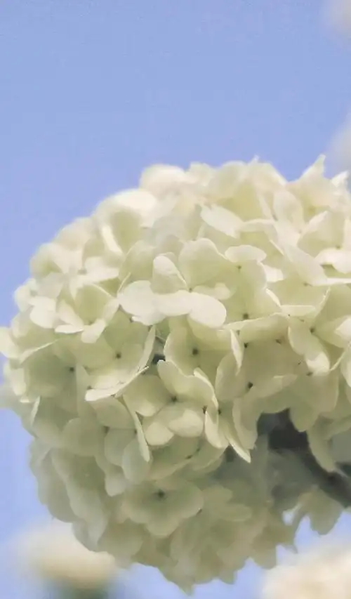 养眼迷人的绣球花胜景