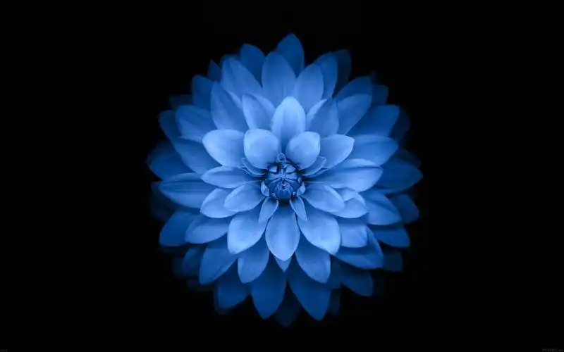 蓝色的莲花-apple ios 8 iphone 6 plus高清壁纸
