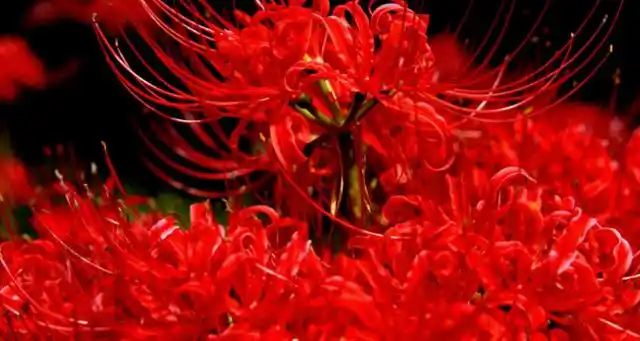 彼岸花象征着什么意思(彼岸花代表什么象征意义)