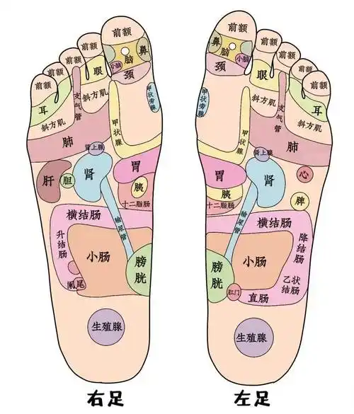 脚掌的每一区域,犹如一幅精细的人体地图,映射着五脏六腑的状态.