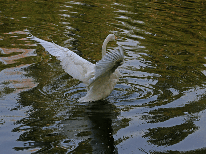 一只天鹅在水上扑腾,可惜一直没有拍到飞翔的画面